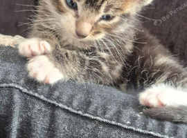 12 week old kitten