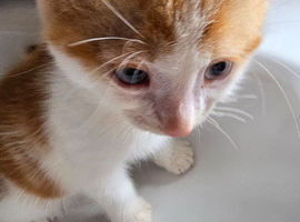 Last ginger & white male kitten