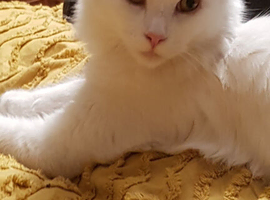 Maine coon stud wanted in Blackpool or near