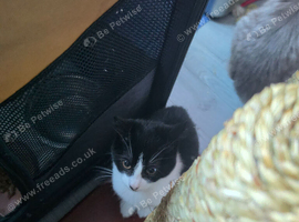 Beautiful female kitten