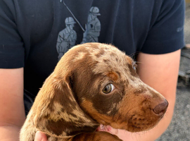 Dachshund