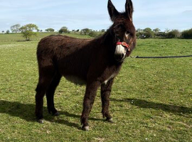 jack donkey foal