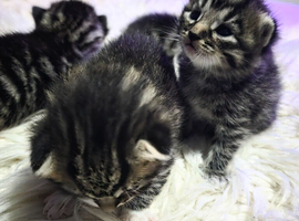 Kittens