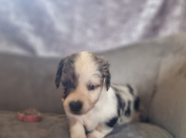 Long haired miniature dachshund puppies