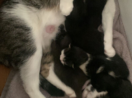9 weeks kittens for sale