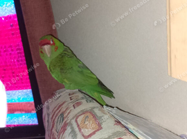 Red masked conure and cage