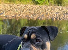 HANDSOME SCOOBY DOG