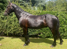 Sensible Smart Summer Project Pony