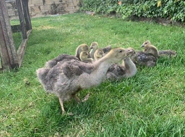 Giant Dewlap Toulouse Geese for sale