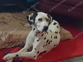 Stunning Dalmatian Girl reluctant Sale