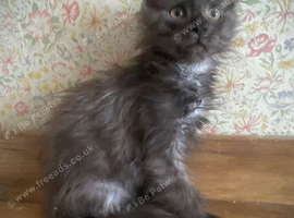 Pure Bred Maine Coon Kittens Russian Lines Males