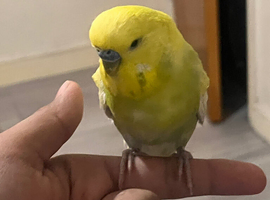 Large hand tame budgies