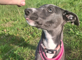 Olive the lurcher