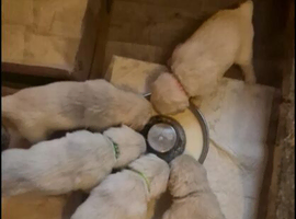 Adorable Golden Retriever Puppies Ready for Loving Homes