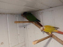 Pair conures breeding pair.suncherk+greencheek