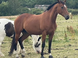 Warmblood 16.3