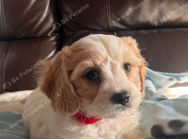 Cavachon puppies