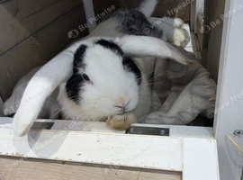 Male bunny looking for a forever home