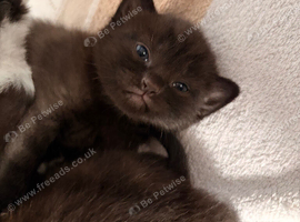 British shorthair X
