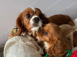Cavalier King Charles  (male)