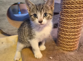 Beautiful kittens, ready now!