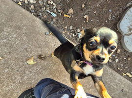 15 month old chorkie for sale