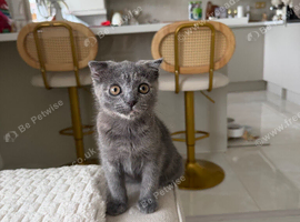 Scottish fold x british short hair female kitten
