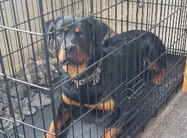 One year old Male Rottweiler