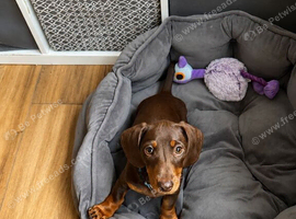 Chocolate male Miniature dachshund puppy