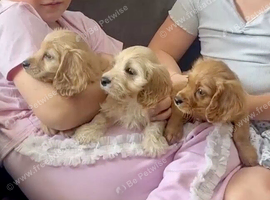 CavaJack Puppies