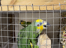 Proven breeding pair of orange winged amazons