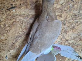 Pigeon
