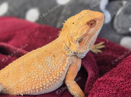 Red bearded dragon, male please read advert