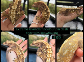 Female extreme lavender adults