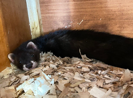 Black hob ferret kit