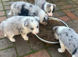Outstanding Border Collie Puppy&rsquo;s