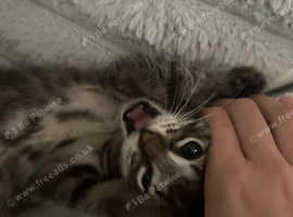 Kitty for sale