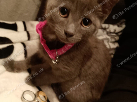 Female Russian Blue Kitten