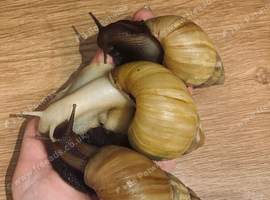 Three adult giant African land snails