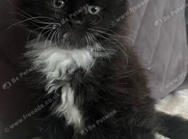 Lovely fluffy longhaired kittens