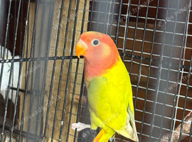 one love bird left don&rsquo;t now what sex