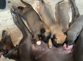 Beautiful lurcher pups