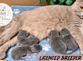 Beautiful Litter of Blue BSH Kittens