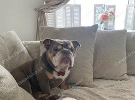 Ruby looking for a new home