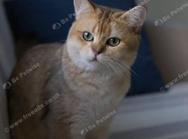 British Shorthair adult looking for a loving home
