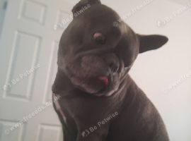 Male French bull dog
