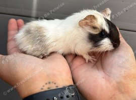 1 female guinea pig left