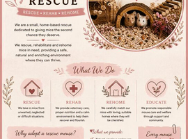 The cosy mouse rescue - available for intakes