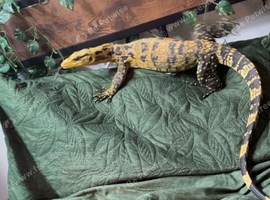 Veranus cumingi