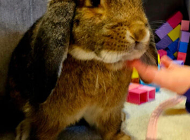 Gian French Lop x Neddie Auguti young entire male